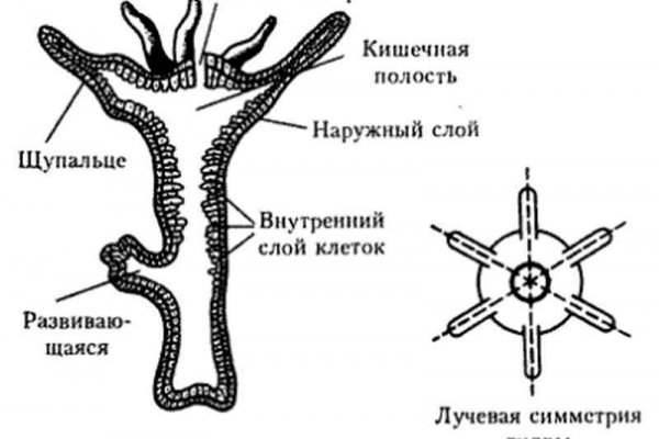 Что за маркетплейс кракен